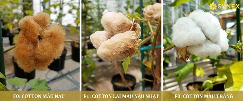 Các màu lai cotton màu tự nhiên