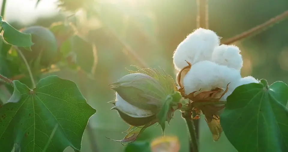 Nụ bông làm vải cotton trên cây