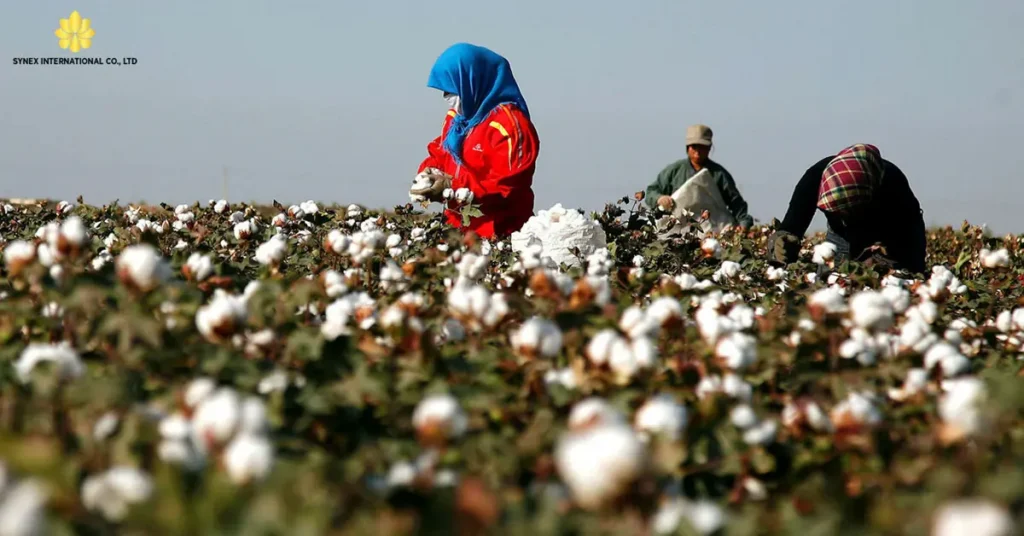 Thị trường bông thế giới và tác động của đạo luật cấm nhập khẩu bông Tân Cương