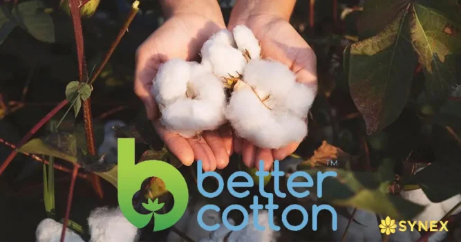 BCI Cotton synex