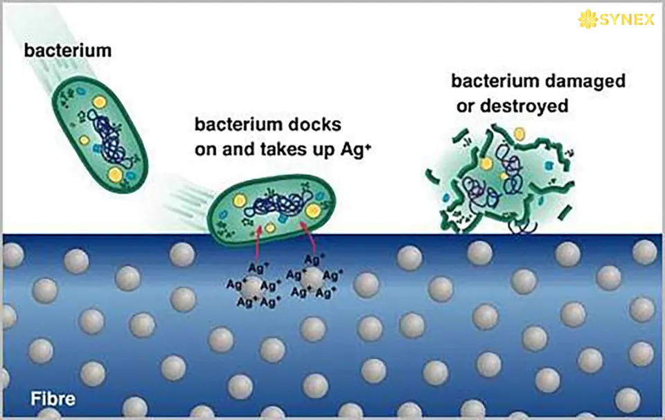 Cơ chế kháng khuẩn của các ion Ag+