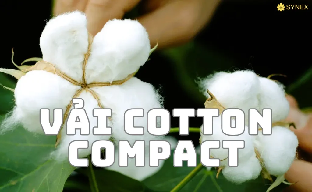 Vải cotton compact là gì? Tìm hiểu về quá trình sản xuất vải Cotton Compact