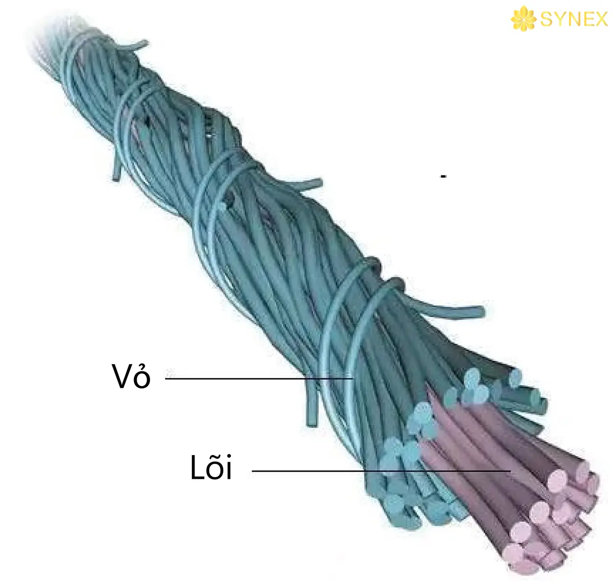 cau truc soi mvs gom 2 phan vo va loi