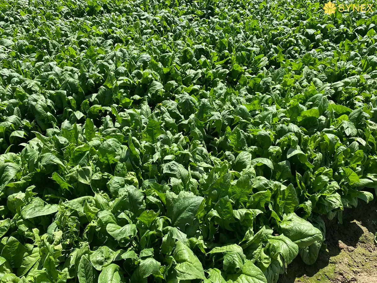 nong trai rau o thien sinh lam dong