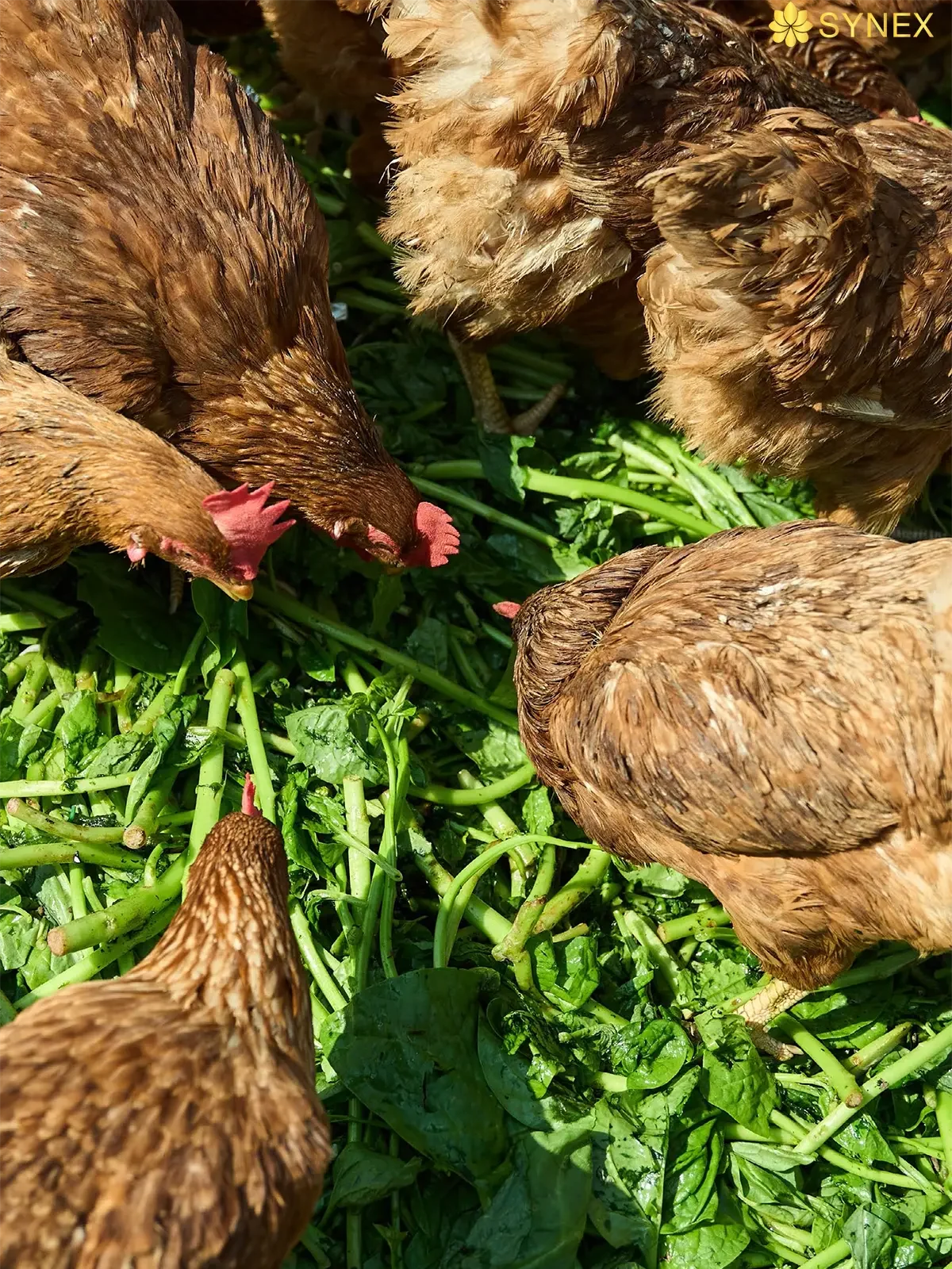 trang trai nuoi ga Green Connect cua 4P s 1 edited 1