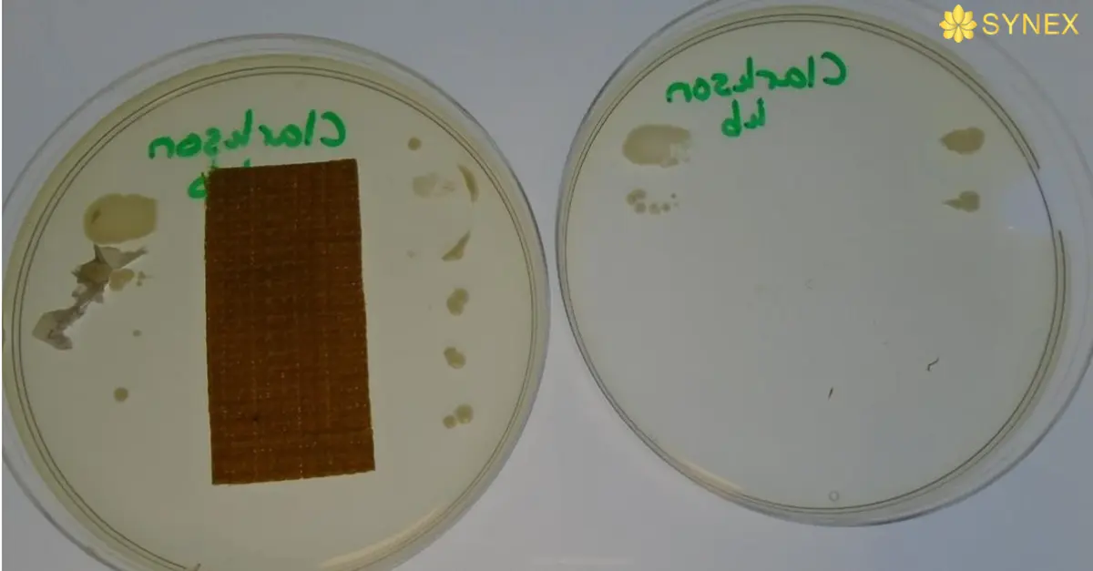 Mau thu da cay vi khuan Klebsiella 1